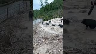 Amazing Wild Pig Run Fast  #pig #boar #animals #viral #shorts #wildpig #wildboar #wildboarfarm