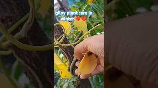 Giloy plant care in winter ️️ #plants #gardening #garden #gardeningtips #giloy #shorts #nature