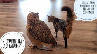 The sincere joy of the Cloudberry cat when the Eagle owl Yoll comes to visit