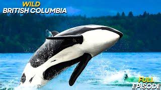 WILD BRITISH COLUMBIA | Canada’s Stunning Wildlife Documentary – Orcas, Bears & More!