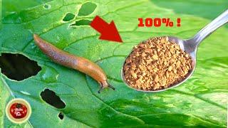 Kill all slugs and snails in just FEW DAYS (works 100%)