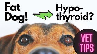 Fat Dog!  Does your dog have Hypothyroidism?: Veterinarian helps diagnose and treat!