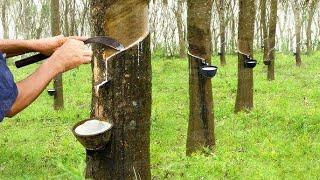 Para Rubber Tree: How Natural Rubber Latex is Extracted From Hevea Trees