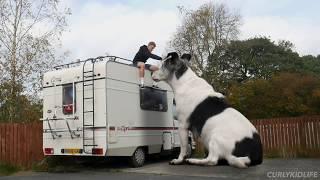 The worlds BIGGEST dog!
