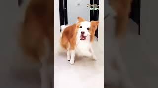 #Dancing Dog #cutedog #reelmaking #puppy dance #viralvideo #animalDance #ytshorts #doglover #bdl1tv