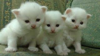 Funny Videos 2014 - Funny Cats Video - Funny Cat Videos Ever - Funny Animals - Funny Fails 2014