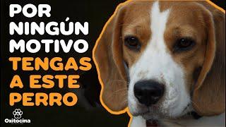 BEAGLE: 7 RAZONES PARA NO TENERLO