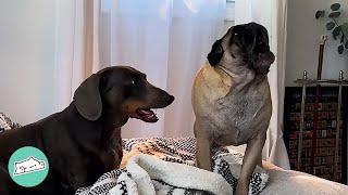 "It can't be our dog!" Screaming Pug Startles Owners With His Voice | Cuddle Buddies