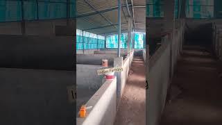 New pig farm | Pig farm shed ️ #viral #video #pig #farming #kkfarm #pigfarmvideo #indianfarming