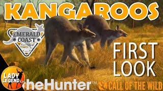 EASTERN GREY KANGAROO in AUSTRALIA!!! - Call of the Wild