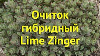 Очиток гибридный Лайм Зингер. Краткий обзор, описание характеристик sedum Lime Zinger