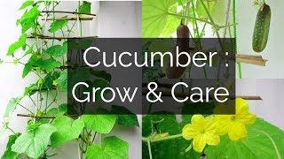 Cucumber: Growing & Caring // Garden Up