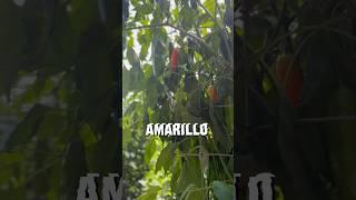 #ajiamarillo #peppers #capsicum #baccatum #machupicchu #peru #pepperguru #gardening #sacredvalley