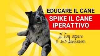 Come educare il cane... Spike ha rischiato grosso!