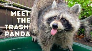 Meet our TRASH PANDA!