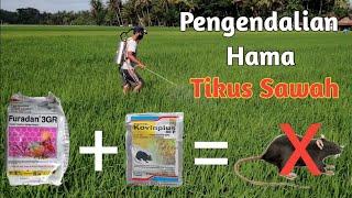 Pengendalian Hama Tikus Sawah