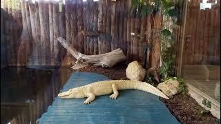 Exploring Florida's Wildest Theme Park  Gatorland Orlando #alligators  #flamingos