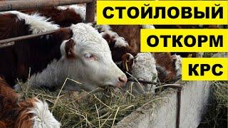 Стойловый Откорм КРС на мясо | Мясное скотоводство | Стойловый откорм бычков | Крупный рогатый скот