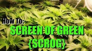 The Screen of Green Net (SCROG) Training for Marijuana