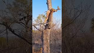 LEOPARD CARRYING A DEER AND CLIMBING A TREE