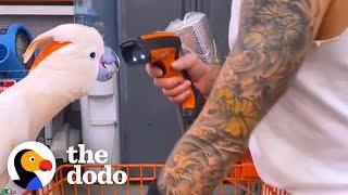Parrot Loves Going To Home Depot With His Dad | The Dodo Soulmates
