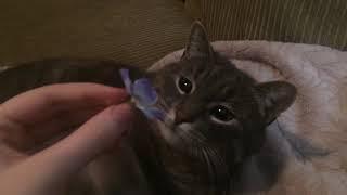 Cat Can’t Handle Flower [ENGLISH RECREATION]