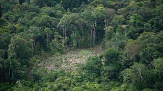 В Колумбии будут вырубать на треть меньше лесов к 2022 году