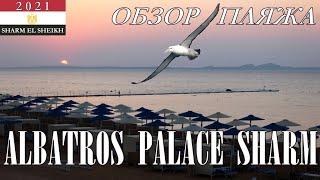 ALBATROS PALACE SHARM. ЛЕТО 2021. ОБЗОР ПЛЯЖА.Опасные обитатели красного моря на пляже Альбатроса.