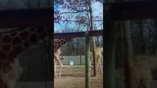 giraffe play time. thank you for watching them please subscribe if you like this video