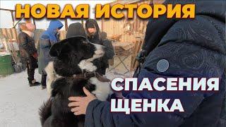 История спасения собак из Якутии. Приют для собак, добрые поступки