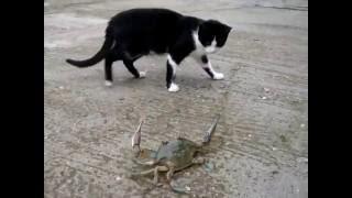 Cats & Crabs fighting compilation