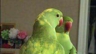 Talking parrot plays peekaboo with reflection in mirror.