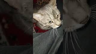 Lovely cat #catlover #cuteanimal #cute #kitten #cutepets #shortvideo