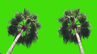 palm tree green screen