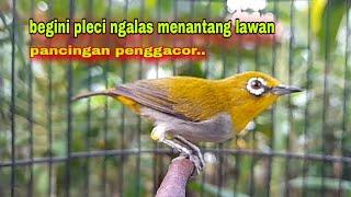 Suara Burung Pleci Gacor Ngalas Nembak || Pleci Ngalas Menantang Lawan