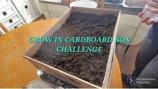 #cardboardbefore AJ's GREEN TOPICS CARBOARD BOX CHALLENGE