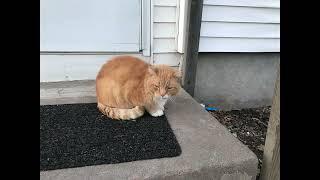 Orange Cat loaf #cats