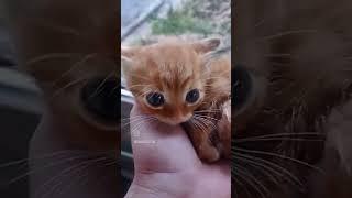 Lil bro                   #funny #shortvideo #cat #cute #lol #