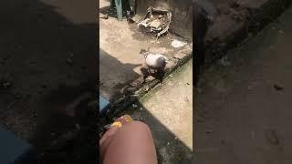 KALAPATI PIGEON #xmakinaofficial #homingpigeontv