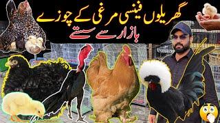 Most demanding Fancy Breeds Chicks | Fancy Hens prices in Pakistan | Fancy Poultry Business