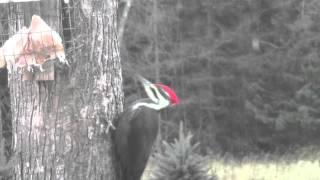 Pileated Woodpecker in Action