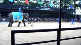 Слоны играют в футбол. - Elephants play football.