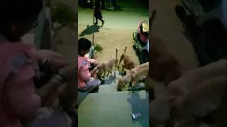 Street dog's food feeding #bassboosted #doglover #streetdogsofindia #vigneshdatla#vrmindsets