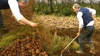 Farming Potatoes in Ireland as was done in the 1950'