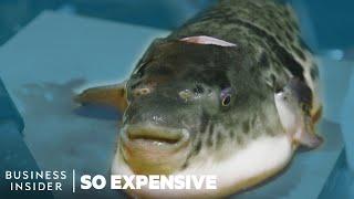 Why Puffer Fish Is So Expensive | So Expensive