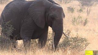 Spotted - Amazing Elephant Cow Tusker With Young Calf