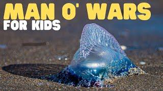 Man o' Wars for Kids | Learn all about these strange animals