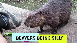 BEAVERS Being DAM SILLY ... Clips Compilation ... Funny Animal Video