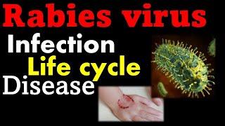 Rabies virus pathogenesis symptoms and replication | Rabies virus in humans