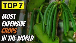 Top 7 Most Expensive Crops in the World | 4K Close-Up on the Costliest Plants